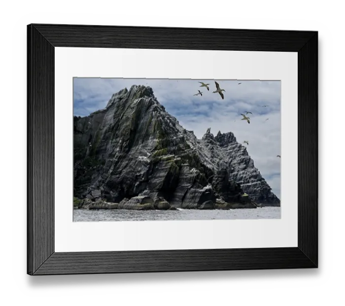 Framed Print : Little Skellig Island with Northern gannets (Morus bassanus) breeding colony on cliffs, County Kerry, Republic of Ireland. June Framed Print : Little Skellig Island with Northern gannets (Morus bassanus) breeding colony on cliffs, County Kerry, Republic of Ireland. June