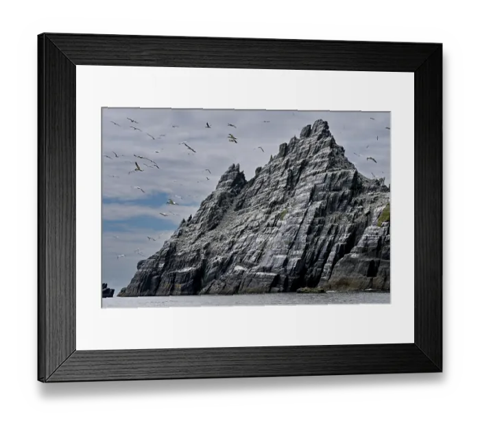Framed Print : Little Skellig Island with Northern gannets (Morus bassanus) breeding colony on cliffs, County Kerry, Republic of Ireland. June Framed Print : Little Skellig Island with Northern gannets (Morus bassanus) breeding colony on cliffs, County Kerry, Republic of Ireland. June