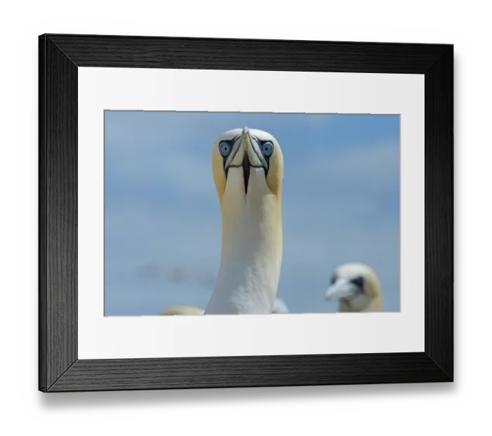 Framed Print : RF - Northern gannet (Morus bassanus) head portrait, Great Saltee Island, County Wexford, Republic of Ireland. June Framed Print : RF - Northern gannet (Morus bassanus) head portrait, Great Saltee Island, County Wexford, Republic of Ireland. June