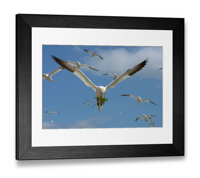 Framed Print : Northern gannets (Morus bassanus) flock in flight, one carrying nesting material in beak, Great Saltee Island, County Wexford, Republic of Ireland. June Framed Print : Northern gannets (Morus bassanus) flock in flight, one carrying nesting material in beak, Great Saltee Island, County Wexford, Republic of Ireland. June