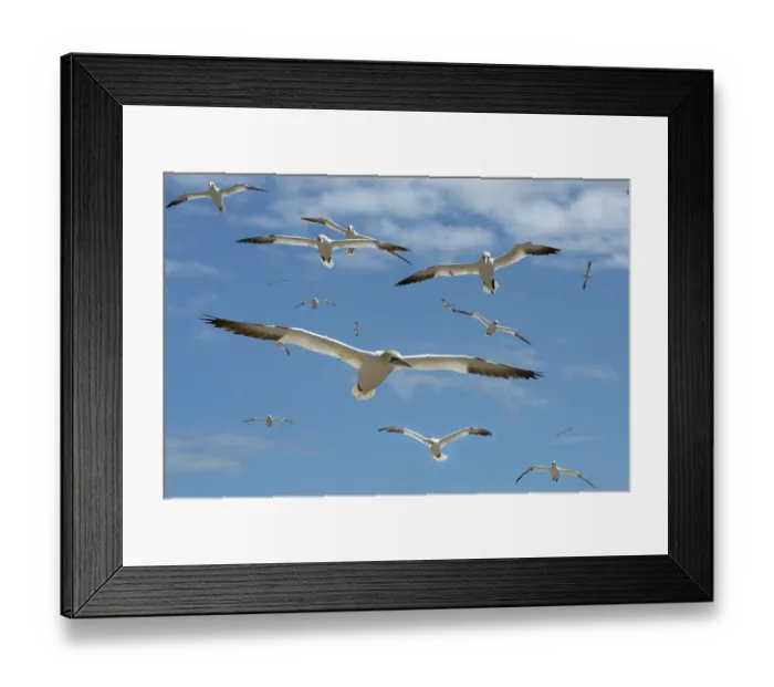 Framed Print : RF - Northern gannets (Morus bassanus) flock in flight, Great Saltee Island, County Wexford, Republic of Ireland. June Framed Print : RF - Northern gannets (Morus bassanus) flock in flight, Great Saltee Island, County Wexford, Republic of Ireland. June