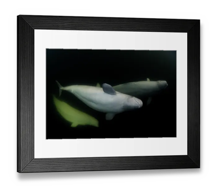 Framed Print : RF - Three Beluga whales (Delphinapterus leucas) underwater, Hudson Bay, Canada. (This image may be licensed either as rights managed or royalty free.) Framed Print : RF - Three Beluga whales (Delphinapterus leucas) underwater, Hudson Bay, Canada. (This image may be licensed either as rights managed or royalty free.)