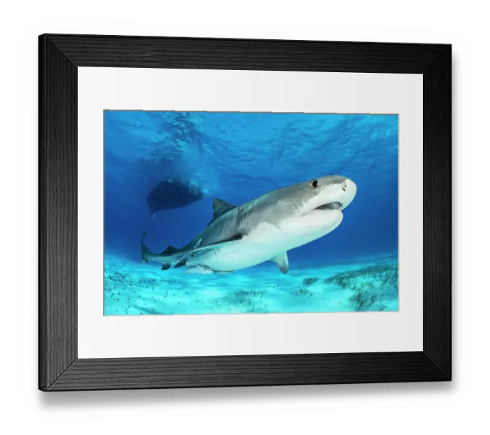 Framed Print : Tiger shark (Galeocerdo cuvier) female, swimming beneath a dive boat, Little Bahama Bank, Grand Bahama Island, Bahamas, Atlantic Ocean. Controlled conditions Framed Print : Tiger shark (Galeocerdo cuvier) female, swimming beneath a dive boat, Little Bahama Bank, Grand Bahama Island, Bahamas, Atlantic Ocean. Controlled conditions