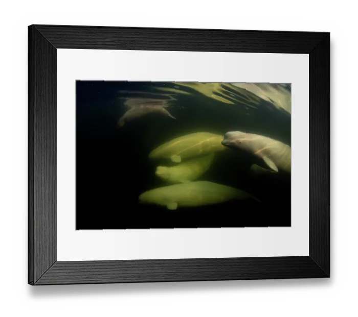 Framed Print : RF - Beluga whales (Delphinapterus leucas) pod underwater, Hudson Bay, Manitoba, Canada. (This image may be licensed either as rights managed or royalty free.) Framed Print : RF - Beluga whales (Delphinapterus leucas) pod underwater, Hudson Bay, Manitoba, Canada. (This image may be licensed either as rights managed or royalty free.)