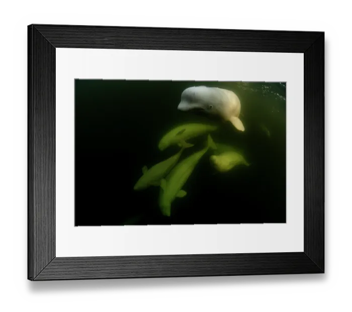 Framed Print : RF - Beluga whales (Delphinapterus leucas) pod underwater, Hudson Bay, Manitoba, Canada. (This image may be licensed either as rights managed or royalty free.) Framed Print : RF - Beluga whales (Delphinapterus leucas) pod underwater, Hudson Bay, Manitoba, Canada. (This image may be licensed either as rights managed or royalty free.)