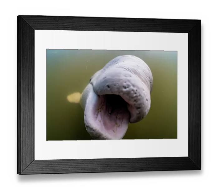 Framed Print : RF - Beluga whale (Delphinapterus leucas) close up portrait with mouth open, Churchill River, Manitoba, Canada Framed Print : RF - Beluga whale (Delphinapterus leucas) close up portrait with mouth open, Churchill River, Manitoba, Canada