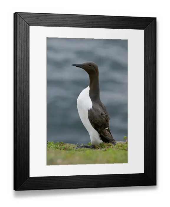 Framed Print : RF - Common guillemot (Uria aalge) on sea cliff, portrait, Great Saltee Island, County Wexford, Republic of Ireland. June Framed Print : RF - Common guillemot (Uria aalge) on sea cliff, portrait, Great Saltee Island, County Wexford, Republic of Ireland. June