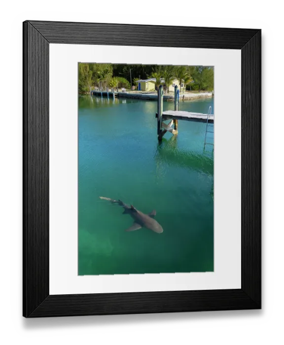 Framed Print : Lemon shark (Negaprion brevirostris) swimming close to the surface between dock pilings in a harbour, Grand Bahama Island, Bahamas, Atlantic Ocean Framed Print : Lemon shark (Negaprion brevirostris) swimming close to the surface between dock pilings in a harbour, Grand Bahama Island, Bahamas, Atlantic Ocean