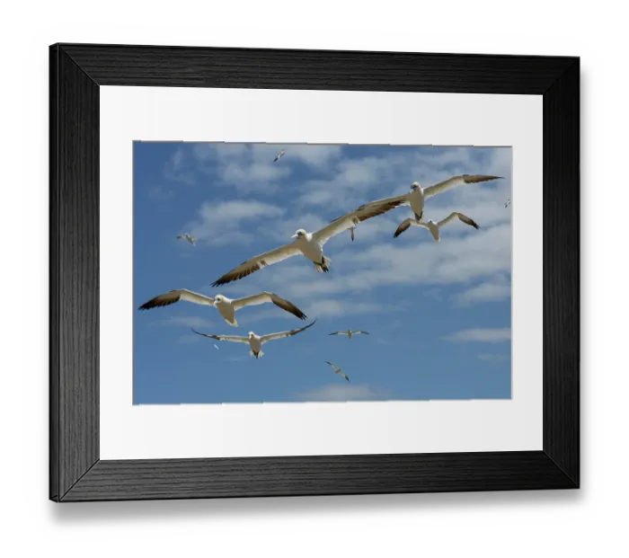Framed Print : Northern gannets (Morus bassanus) flock in flight, Great Saltee Island, County Wexford, Republic of Ireland. June Framed Print : Northern gannets (Morus bassanus) flock in flight, Great Saltee Island, County Wexford, Republic of Ireland. June