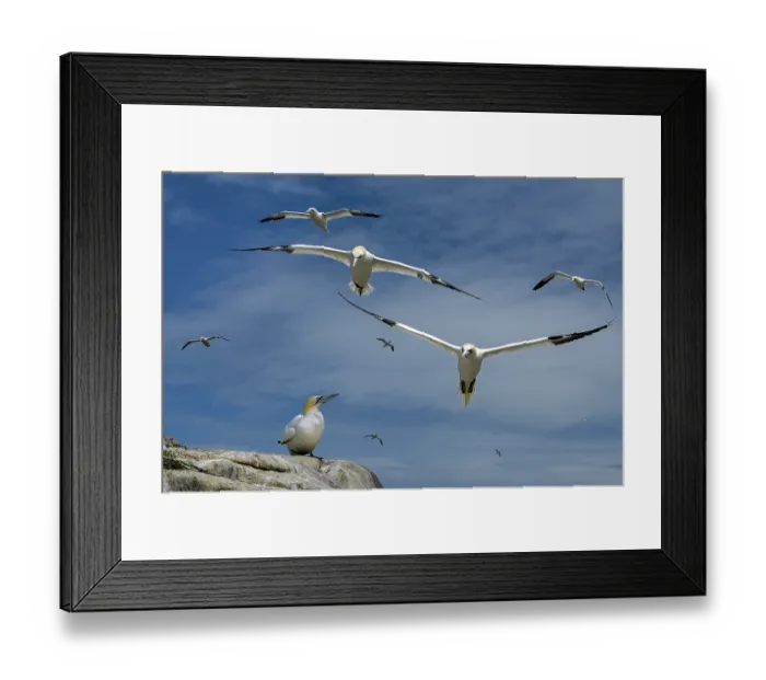 Framed Print : Northern gannets (Morus bassanus) flock in flight, Great Saltee Island, County Wexford, Republic of Ireland. June Framed Print : Northern gannets (Morus bassanus) flock in flight, Great Saltee Island, County Wexford, Republic of Ireland. June