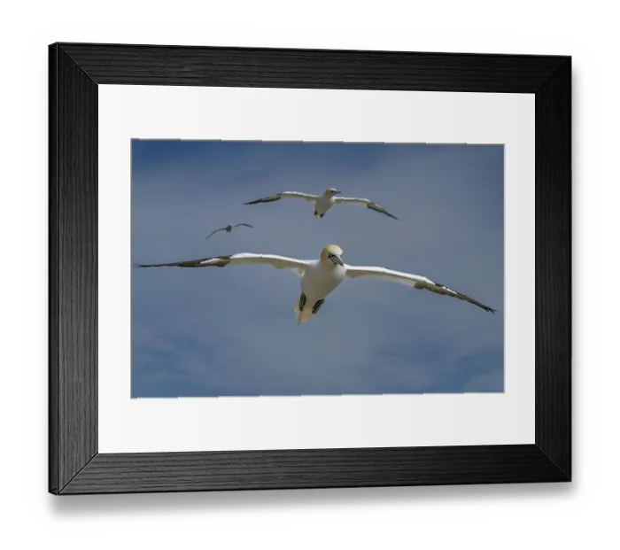 Framed Print : Northern gannets (Morus bassanus) in flight, Great Saltee Island, County Wexford, Republic of Ireland. June Framed Print : Northern gannets (Morus bassanus) in flight, Great Saltee Island, County Wexford, Republic of Ireland. June