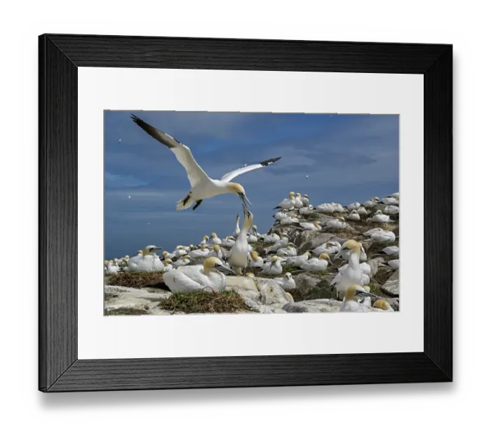 Framed Print : RF - Northern gannet (Morus bassanus) landing among the colony, Great Saltee Island, County Wexford, Republic of Ireland. June Framed Print : RF - Northern gannet (Morus bassanus) landing among the colony, Great Saltee Island, County Wexford, Republic of Ireland. June