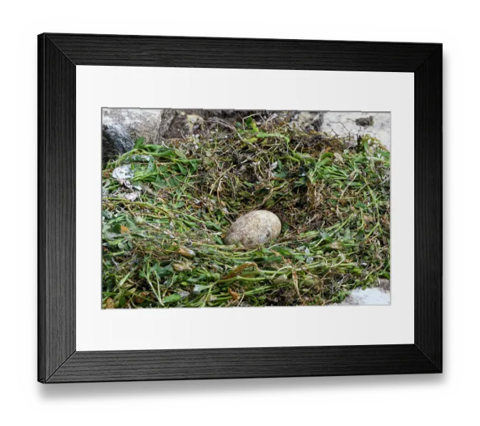 Framed Print : Northern gannet (Morus bassanus) nest with egg, Great Saltee Island, County Wexford, Republic of Ireland. June Framed Print : Northern gannet (Morus bassanus) nest with egg, Great Saltee Island, County Wexford, Republic of Ireland. June