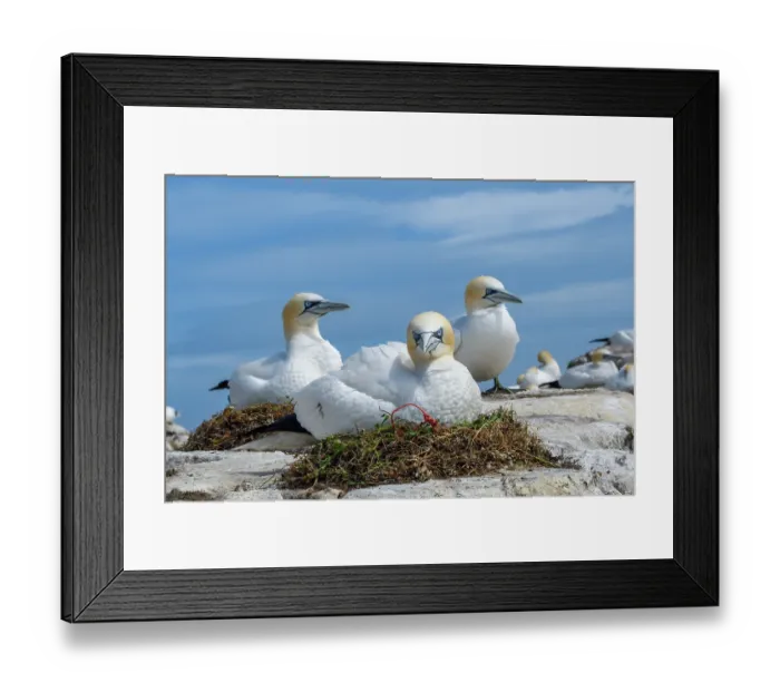 Framed Print : Northern gannets (Morus bassanus) nesting, Great Saltee Island, County Wexford, Republic of Ireland. June Framed Print : Northern gannets (Morus bassanus) nesting, Great Saltee Island, County Wexford, Republic of Ireland. June