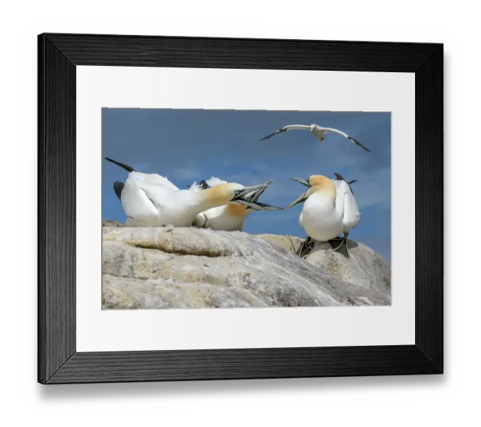 Framed Print : Northern gannets (Morus bassanus) fighting, Great Saltee Island, County Wexford, Republic of Ireland. June Framed Print : Northern gannets (Morus bassanus) fighting, Great Saltee Island, County Wexford, Republic of Ireland. June