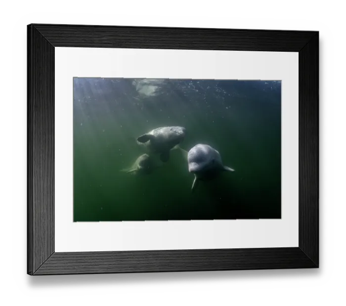 Framed Print : RF - Beluga whales (Delphinapterus leucas) swimming in sun rays underwater, Hudson Bay, Canada. (This image may be licensed either as rights managed or royalty free.) Framed Print : RF - Beluga whales (Delphinapterus leucas) swimming in sun rays underwater, Hudson Bay, Canada. (This image may be licensed either as rights managed or royalty free.)