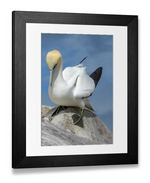 Framed Print : Northern gannet (Morus bassanus) resting on a rock in the colony, Great Saltee Island, County Wexford, Republic of Ireland. June