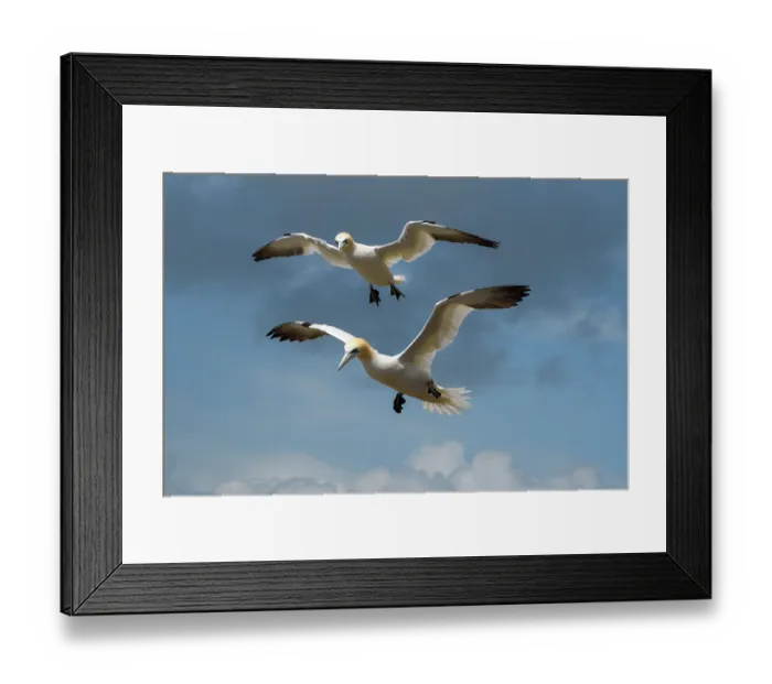 Framed Print : RF - Two Northern gannets (Morus bassanus) in flight, Great Saltee Island, County Wexford, Republic of Ireland. June Framed Print : RF - Two Northern gannets (Morus bassanus) in flight, Great Saltee Island, County Wexford, Republic of Ireland. June