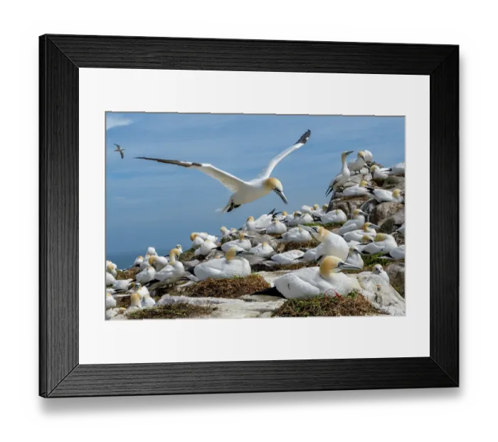 Framed Print : Northern gannet (Morus bassanus) landing among the colony, Great Saltee Island, County Wexford, Republic of Ireland. June Framed Print : Northern gannet (Morus bassanus) landing among the colony, Great Saltee Island, County Wexford, Republic of Ireland. June