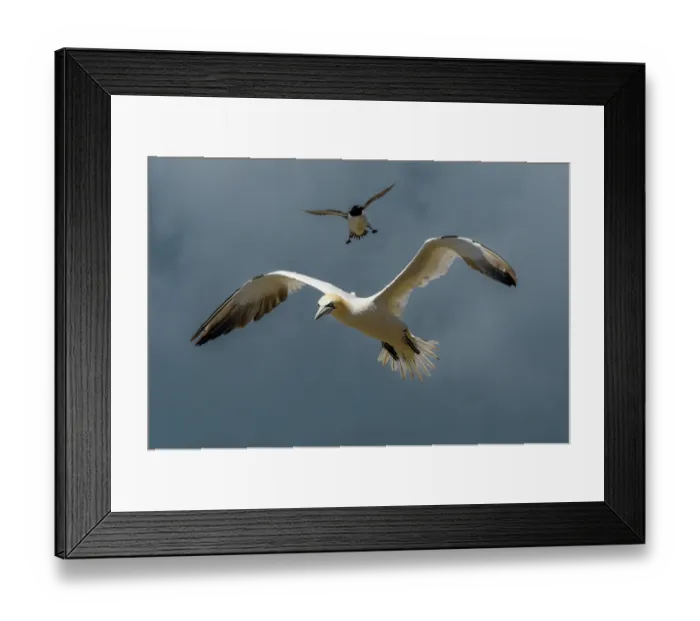 Framed Print : Two Northern gannets (Morus bassanus) in flight, Great Saltee Island, County Wexford, Republic of Ireland. June Framed Print : Two Northern gannets (Morus bassanus) in flight, Great Saltee Island, County Wexford, Republic of Ireland. June
