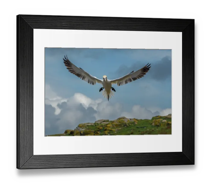 Framed Print : Northern gannet (Morus bassanus) landing, Great Saltee Island, County Wexford, Republic of Ireland. June Framed Print : Northern gannet (Morus bassanus) landing, Great Saltee Island, County Wexford, Republic of Ireland. June
