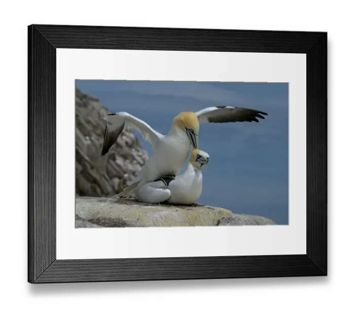 Framed Print : Northern gannets (Morus bassanus) pair mating, Great Saltee Island, County Wexford, Republic of Ireland. June Framed Print : Northern gannets (Morus bassanus) pair mating, Great Saltee Island, County Wexford, Republic of Ireland. June