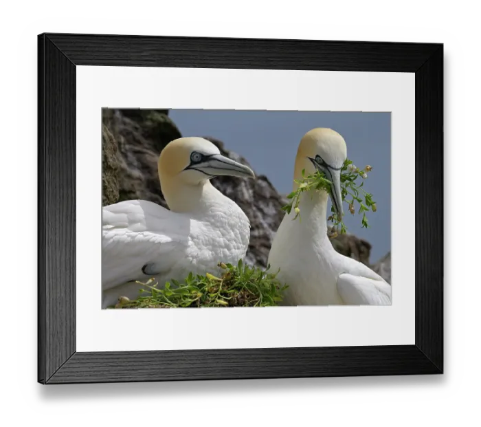 Framed Print : Northern gannets (Morus bassanus) pair sharing nesting material, Great Saltee Island, County Wexford, Republic of Ireland. June Framed Print : Northern gannets (Morus bassanus) pair sharing nesting material, Great Saltee Island, County Wexford, Republic of Ireland. June