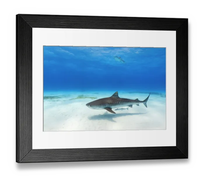 Framed Print : Tiger shark (Galeocerdo cuvier) female, swimming over a shallow sand bank with a Sharksucker (Echeneis naucrates), Little Bahama Bank, Grand Bahama Island, Bahamas Framed Print : Tiger shark (Galeocerdo cuvier) female, swimming over a shallow sand bank with a Sharksucker (Echeneis naucrates), Little Bahama Bank, Grand Bahama Island, Bahamas