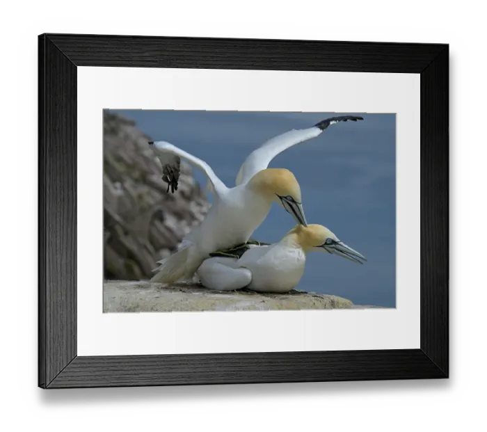 Framed Print : Northern gannets (Morus bassanus) pair mating, Great Saltee Island, County Wexford, Republic of Ireland. June Framed Print : Northern gannets (Morus bassanus) pair mating, Great Saltee Island, County Wexford, Republic of Ireland. June