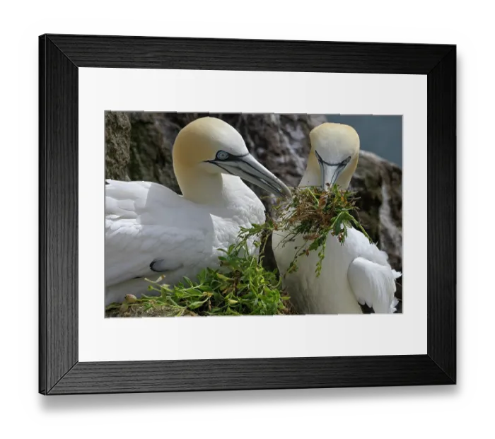 Framed Print : Northern gannets (Morus bassanus) pair sharing nesting material, Great Saltee Island, County Wexford, Republic of Ireland. June Framed Print : Northern gannets (Morus bassanus) pair sharing nesting material, Great Saltee Island, County Wexford, Republic of Ireland. June