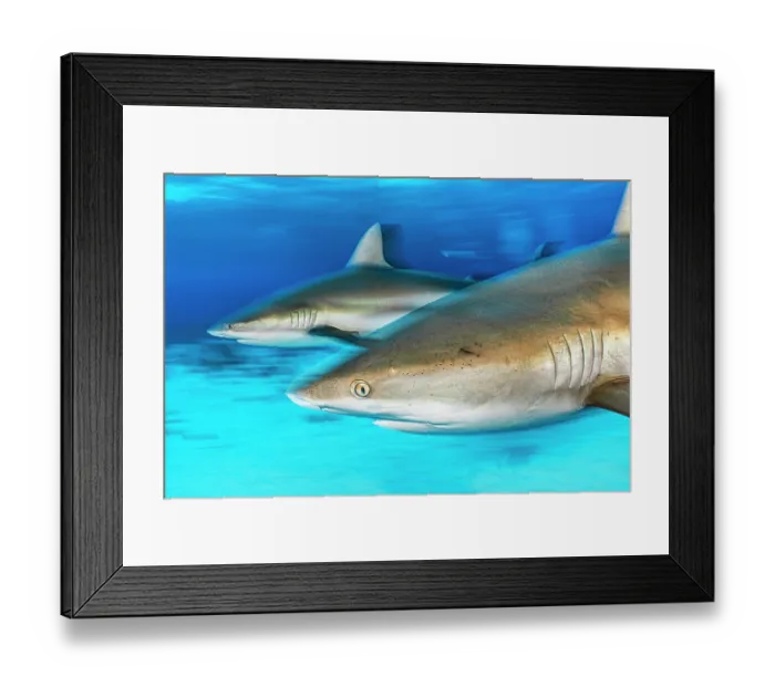 Framed Print : Two Caribbean reef sharks (Carcharhinus perezi) swimming in shallow water, Little Bahama Bank, Grand Bahama Island, Bahamas, Atlantic Ocean. Endangered. Controlled conditions Framed Print : Two Caribbean reef sharks (Carcharhinus perezi) swimming in shallow water, Little Bahama Bank, Grand Bahama Island, Bahamas, Atlantic Ocean. Endangered. Controlled conditions