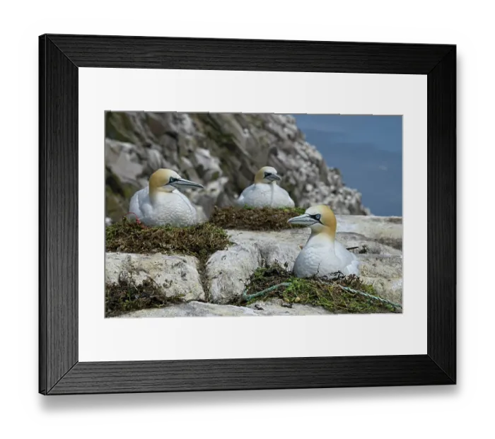 Framed Print : Northern gannets (Morus bassanus) nesting, Great Saltee Island, County Wexford, Republic of Ireland. June Framed Print : Northern gannets (Morus bassanus) nesting, Great Saltee Island, County Wexford, Republic of Ireland. June