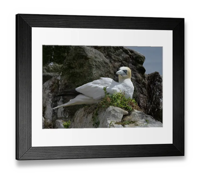 Framed Print : Northern gannet (Morus bassanus) nesting on coastal cliff, Great Saltee Island, County Wexford, Republic of Ireland. June