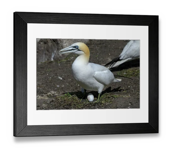 Framed Print : Northern gannet (Morus bassanus) standing over egg on nest, Great Saltee Island, County Wexford, Republic of Ireland. June Framed Print : Northern gannet (Morus bassanus) standing over egg on nest, Great Saltee Island, County Wexford, Republic of Ireland. June
