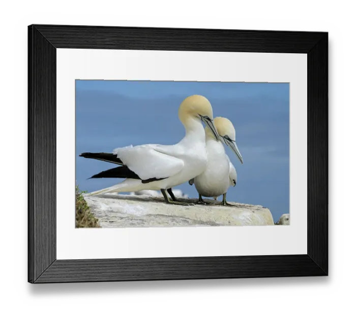 Framed Print : Northern gannets (Morus bassanus) pair in courtship display, Great Saltee Island, County Wexford, Republic of Ireland. June Framed Print : Northern gannets (Morus bassanus) pair in courtship display, Great Saltee Island, County Wexford, Republic of Ireland. June