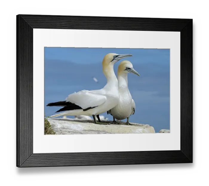 Framed Print : Northern gannets (Morus bassanus) pair in courtship display, Great Saltee Island, County Wexford, Republic of Ireland. June
