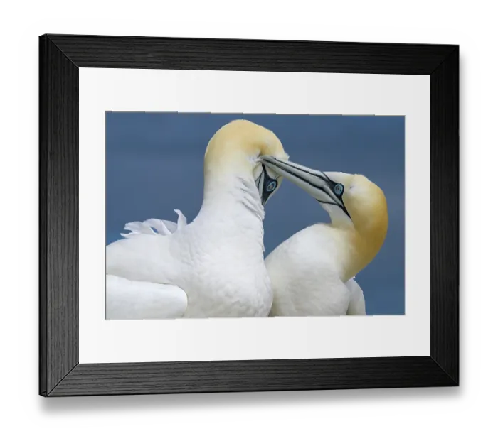 Framed Print : Northern gannets (Morus bassanus) pair in courtship display, Great Saltee Island, County Wexford, Republic of Ireland. June Framed Print : Northern gannets (Morus bassanus) pair in courtship display, Great Saltee Island, County Wexford, Republic of Ireland. June