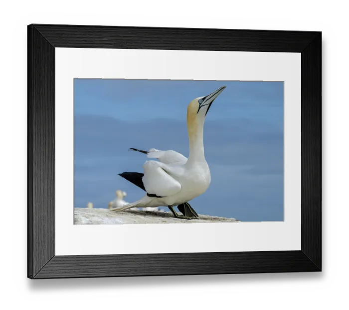 Framed Print : Northern gannet (Morus bassanus) courtship display, Great Saltee Island, County Wexford, Republic of Ireland. June Framed Print : Northern gannet (Morus bassanus) courtship display, Great Saltee Island, County Wexford, Republic of Ireland. June