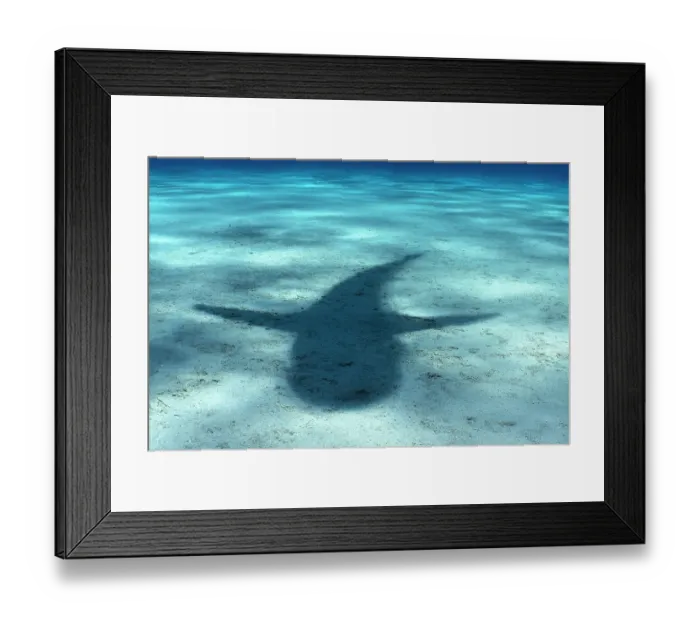 Framed Print : Shadow of a Caribbean reef shark (Carcharhinus perezi) cast on a sandy seabed, Little Bahama Bank, Grand Bahama Island, Bahamas, Atlantic Ocean. Endangered. Controlled conditions Framed Print : Shadow of a Caribbean reef shark (Carcharhinus perezi) cast on a sandy seabed, Little Bahama Bank, Grand Bahama Island, Bahamas, Atlantic Ocean. Endangered. Controlled conditions