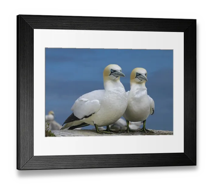 Framed Print : Northern gannets (Morus bassanus) pair, portrait, Great Saltee Island, County Wexford, Republic of Ireland. June Framed Print : Northern gannets (Morus bassanus) pair, portrait, Great Saltee Island, County Wexford, Republic of Ireland. June