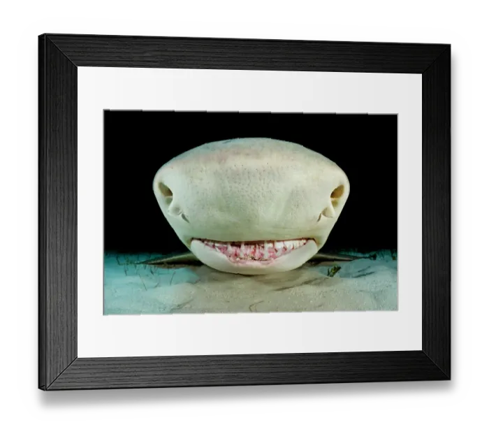 Framed Print : RF - Lemon shark (Negaprion brevirostris) resting on seabed, Little Bahama Bank, Grand Bahama Island, Bahamas, Atlantic Ocean. Controlled conditions Framed Print : RF - Lemon shark (Negaprion brevirostris) resting on seabed, Little Bahama Bank, Grand Bahama Island, Bahamas, Atlantic Ocean. Controlled conditions