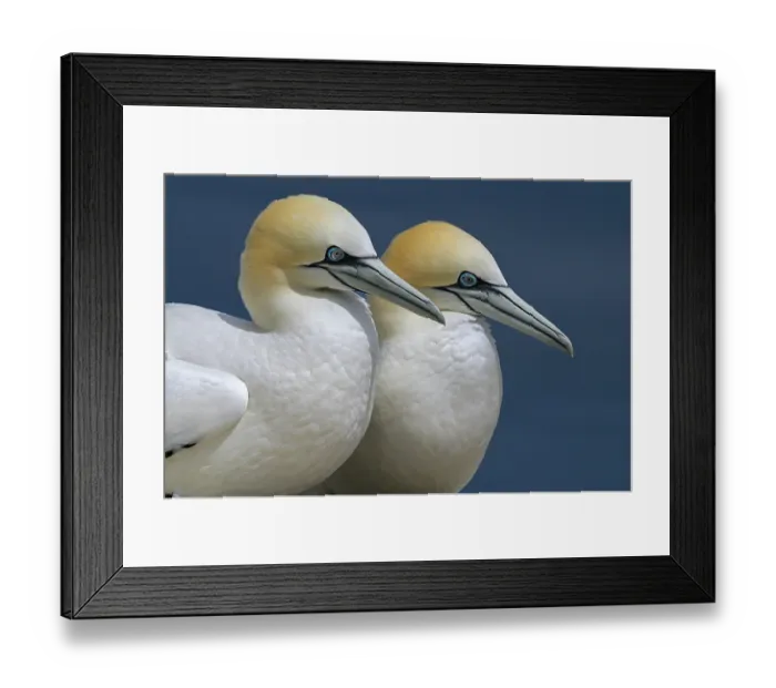 Framed Print : Northern gannets (Morus bassanus) pair, portrait, Great Saltee Island, County Wexford, Republic of Ireland. June
