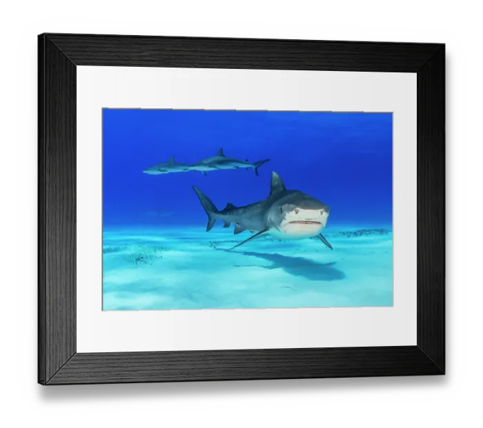 Framed Print : Tiger shark (Galeocerdo cuvier) female, cruising over a shallow sand bank with two Caribbean reef sharks (Carcharhinus perezi) behind, Little Bahama Bank, Grand Bahama Island Framed Print : Tiger shark (Galeocerdo cuvier) female, cruising over a shallow sand bank with two Caribbean reef sharks (Carcharhinus perezi) behind, Little Bahama Bank, Grand Bahama Island