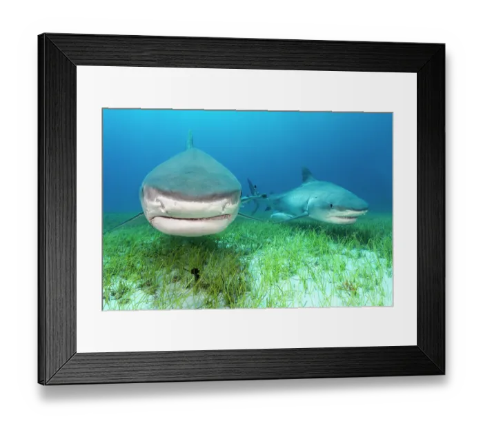 Framed Print : RF - Two Tiger sharks (Galeocerdo cuvier) swimming over Manatee grass (Syringodium filiforme) in shallow water, Little Bahama Bank, Grand Bahama Island, Bahamas, Atlantic Ocean Framed Print : RF - Two Tiger sharks (Galeocerdo cuvier) swimming over Manatee grass (Syringodium filiforme) in shallow water, Little Bahama Bank, Grand Bahama Island, Bahamas, Atlantic Ocean