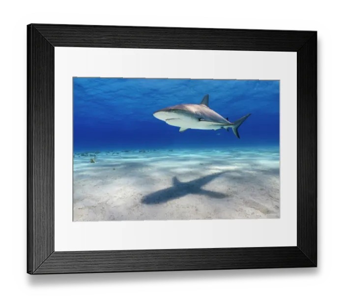 Framed Print : Caribbean reef shark (Carcharhinus perezi) swimming over a shallow sand bank with shadow, Little Bahama Bank, Grand Bahama Island, Bahamas, Atlantic Ocean. Endangered Framed Print : Caribbean reef shark (Carcharhinus perezi) swimming over a shallow sand bank with shadow, Little Bahama Bank, Grand Bahama Island, Bahamas, Atlantic Ocean. Endangered
