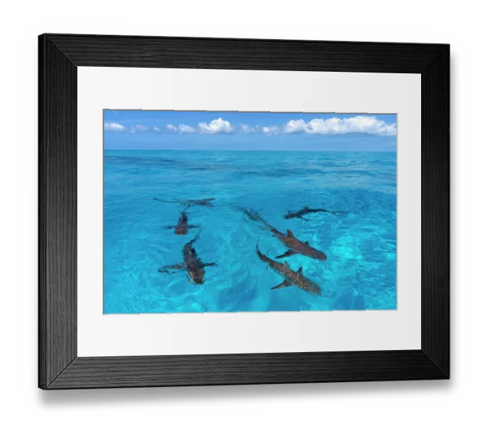 Framed Print : Group of Caribbean reef sharks (Carcharhinus perezi) swimming at the surface, Little Bahama Bank, Grand Bahama Island, Bahamas, Atlantic Ocean. Endangered. Controlled conditions Framed Print : Group of Caribbean reef sharks (Carcharhinus perezi) swimming at the surface, Little Bahama Bank, Grand Bahama Island, Bahamas, Atlantic Ocean. Endangered. Controlled conditions
