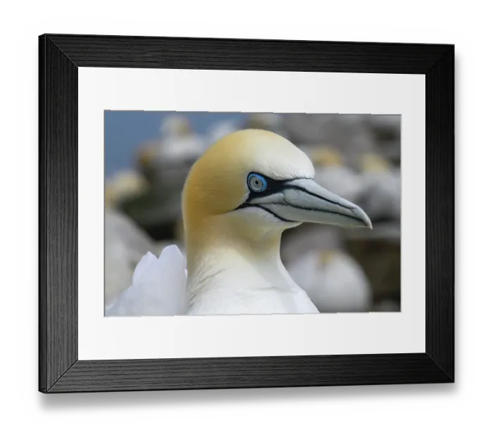 Framed Print : Northern gannet (Morus bassanus) head portrait, Great Saltee Island, County Wexford, Republic of Ireland. June Framed Print : Northern gannet (Morus bassanus) head portrait, Great Saltee Island, County Wexford, Republic of Ireland. June