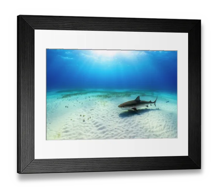 Framed Print : Tiger shark (Galeocerdo cuvier) female, swimming over a shallow sand bank with sun burst and Manatee grass (Syringodium filiforme), Little Bahama Bank, Grand Bahama Island Framed Print : Tiger shark (Galeocerdo cuvier) female, swimming over a shallow sand bank with sun burst and Manatee grass (Syringodium filiforme), Little Bahama Bank, Grand Bahama Island