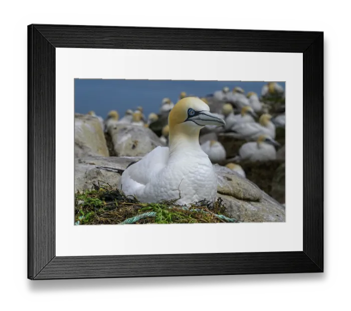 Framed Print : Northern gannet (Morus bassanus) on nest, Great Saltee Island, County Wexford, Republic of Ireland. June Framed Print : Northern gannet (Morus bassanus) on nest, Great Saltee Island, County Wexford, Republic of Ireland. June