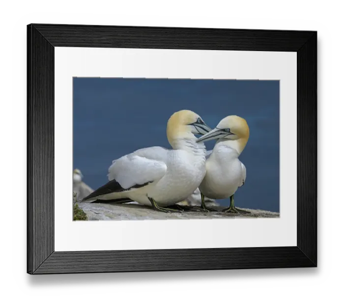 Framed Print : Northern gannets (Morus bassanus) pair in courtship display, Great Saltee Island, County Wexford, Republic of Ireland. June Framed Print : Northern gannets (Morus bassanus) pair in courtship display, Great Saltee Island, County Wexford, Republic of Ireland. June